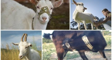 Jak rychle odnaučit kozu od sání mléka, důvody a řešení